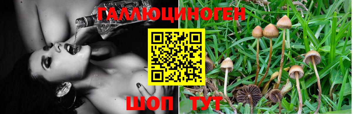 Курган  купить закладку  Вход с VPN  Галлюциногенные грибы GOLDEN TEACHER 